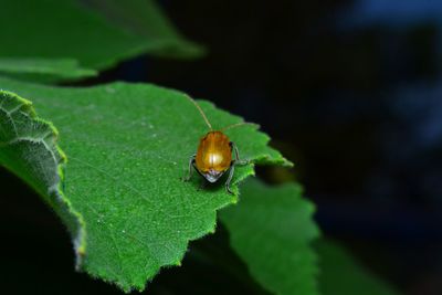 Close-up of insect on leaf