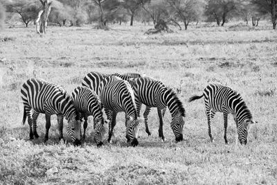 Zebra standing on field