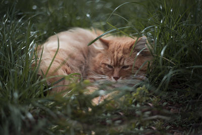 Cat resting in a field