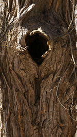 Full frame shot of tree trunk