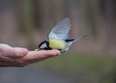 Close-up of bird perching on hand