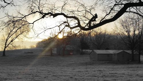 Bare trees at sunset