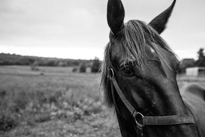 Close-up of a horse on field