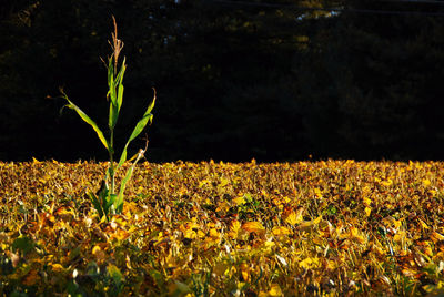 Plants growing on field against sky