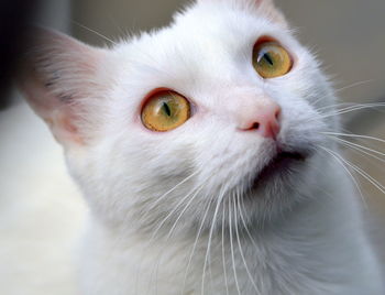 Close-up portrait of cat