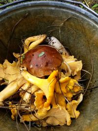 High angle view of mushrooms growing on table