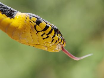 Close-up of yellow butterfly