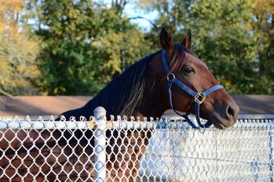 Horse in ranch