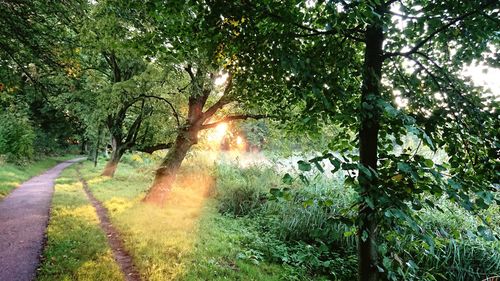 Road amidst trees in forest