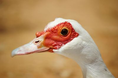 Close-up of a bird