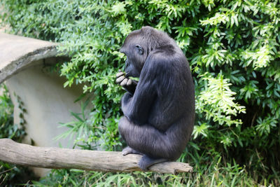 Monkey sitting on a tree