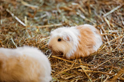 Close-up of sheep