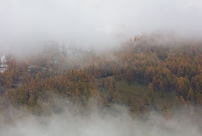fog