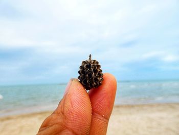 Hand holding leaf on beach