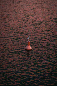 High angle view of bird floating on water