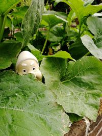 High angle view of stuffed toy on plants