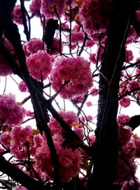 Low angle view of pink flowers blooming on tree