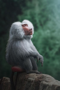 Monkey sitting on rock