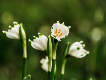 Close-up of white flowering plant. leucojem vernum. spring snowflake. märzenbecher 