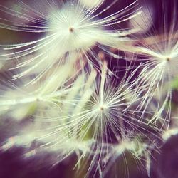 Close-up of dandelion
