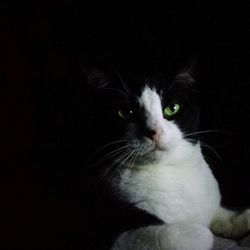 Portrait of cat sitting against black background