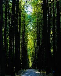 Footpath amidst trees in forest