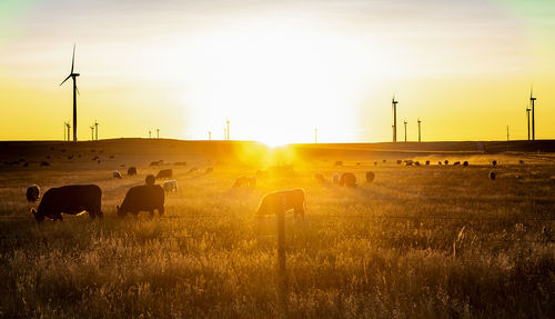 Colorado wind farm located on a wheat field during sunrise