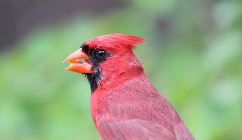 Close-up of bird perching on red outdoors