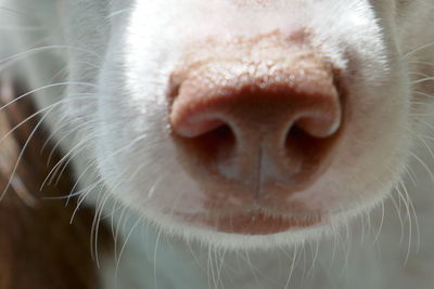 Close-up of animal eye