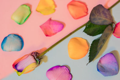 Close-up of colorful flowers