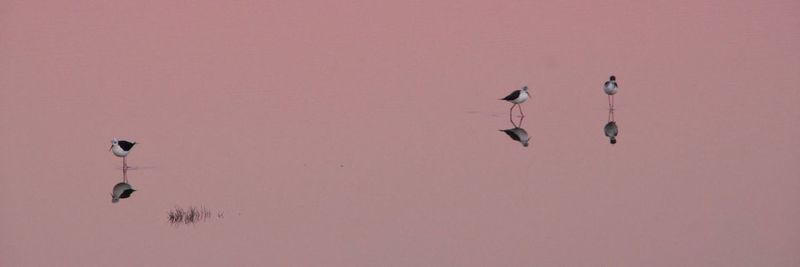 Birds flying in the sky