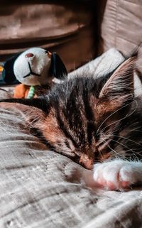 Close-up of cat sleeping on bed