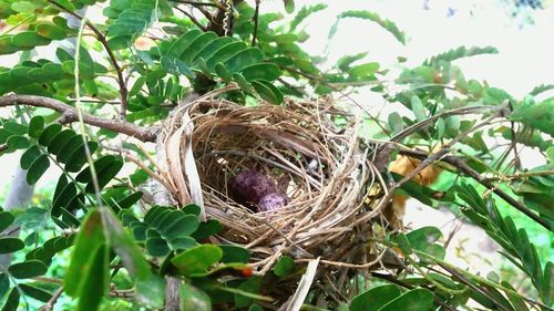 Close-up of bird nest on tree