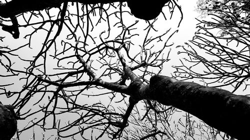 Low angle view of silhouette bare tree against sky