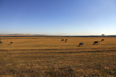 There are countless cattle grazing on the beautiful golden prairie in autumn