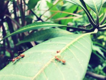 Close-up of insect on leaf