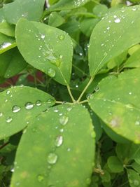 Close-up of wet plant leaves during rainy season