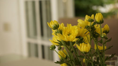 Close-up of yellow flowers blooming outdoors