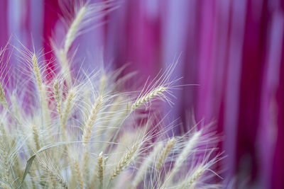 Close-up of dandelion flower on field