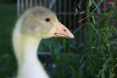 Close-up of gosling