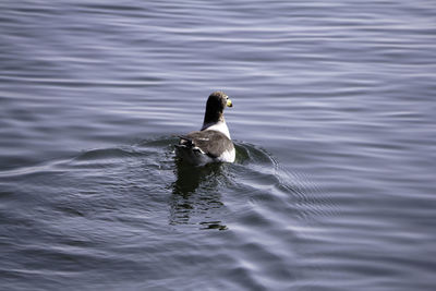 Swan swimming on lake