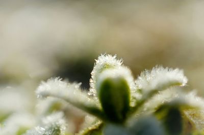 Close-up of white flower