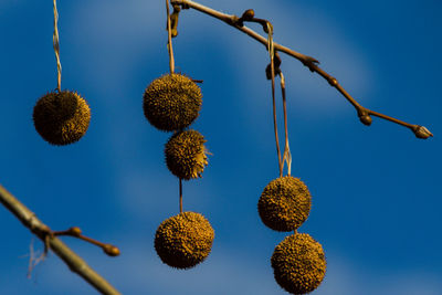 Low angle view of berries against blue sky