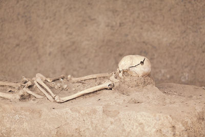 Close-up of animal skull on sand