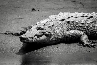 American crocodile, spitzkrokodil in costa rica