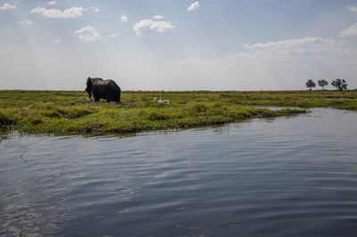 View of a horse in the water