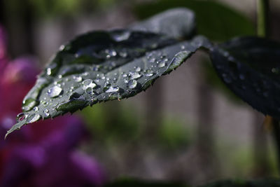 Close-up of water drops on leaf