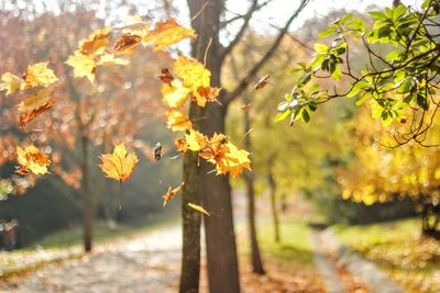 Close-up of yellow flowers on field during autumn