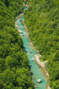 High angle view of stream amidst trees in forest