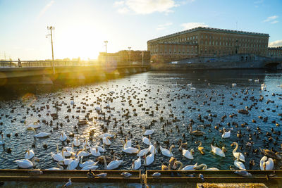 Birds in river with buildings in background